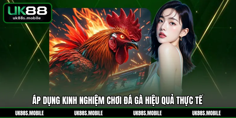 Áp dụng kinh nghiệm chơi đá gà hiệu quả thực tế
