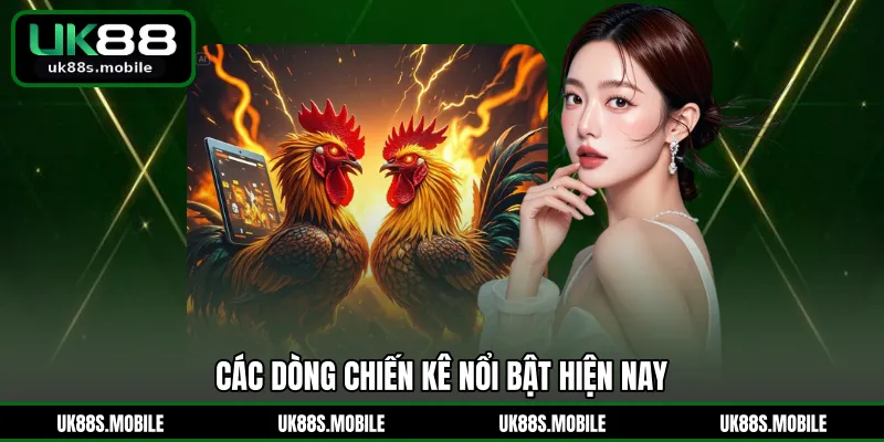 Các dòng chiến kê nổi bật hiện nay