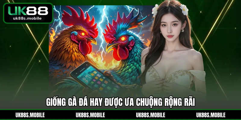 Giống gà đá hay được ưa chuộng rộng rãi