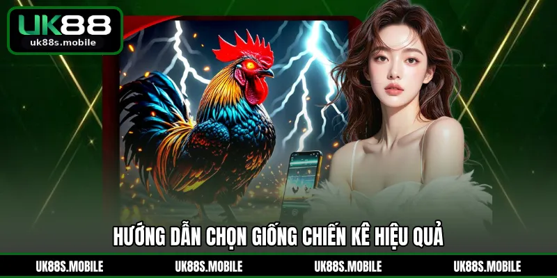 Hướng dẫn chọn giống chiến kê hiệu quả