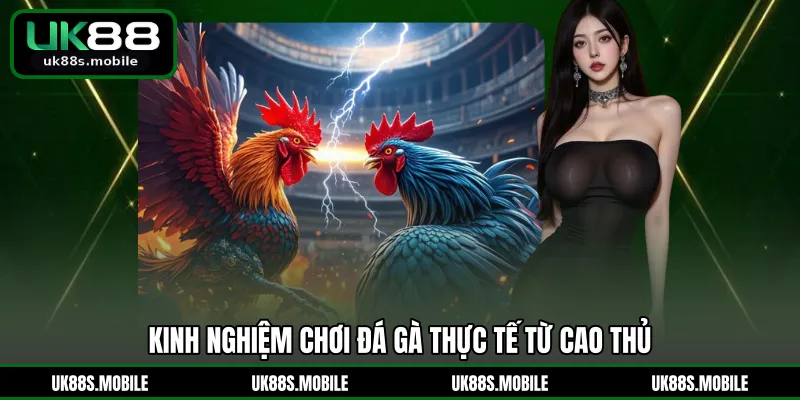 Kinh nghiệm chơi đá gà thực tế từ cao thủ
